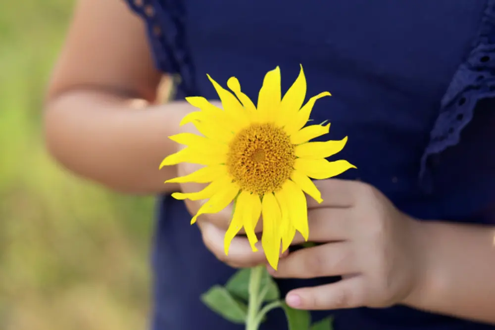 sonnenblume